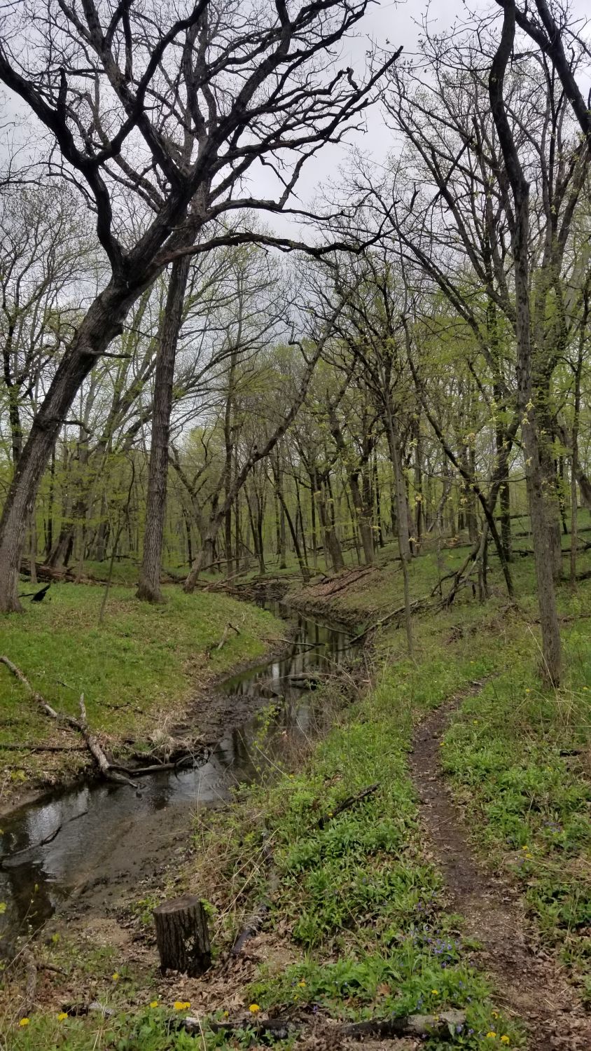 Deer Grove Forest Preserve 